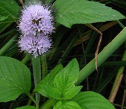 natural herb extract