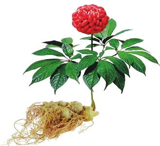 herb extracts